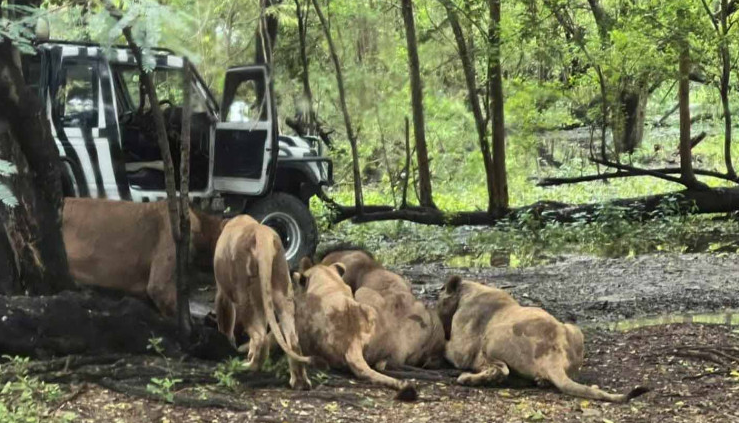 Safari World Bangkok akan Buka Lagi Pasca-Insiden Singa Tewaskan Penjaga Senior